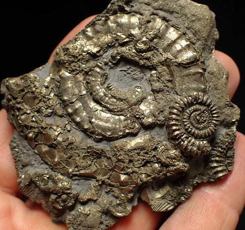 Large pyrite multi ammonite - pyrite, multi-ammonite