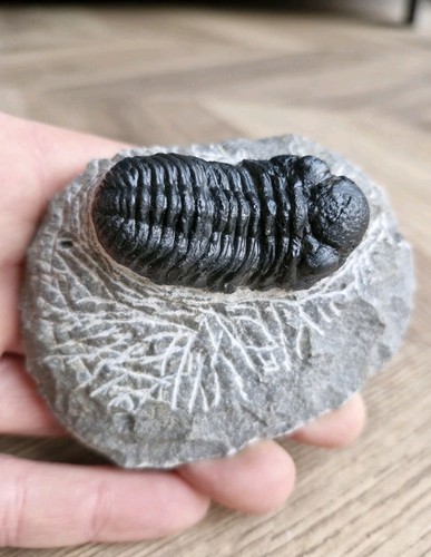 Trilobite fossil morocops - fossil,