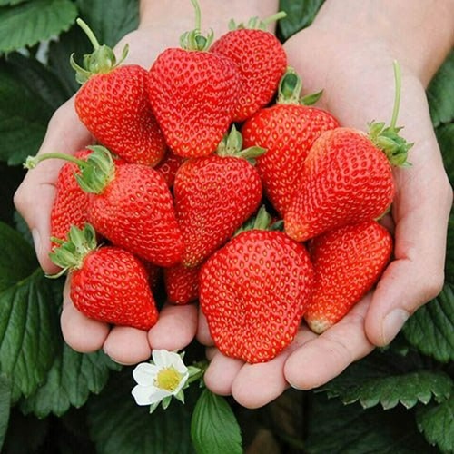 Strawberry mixed bare - x,