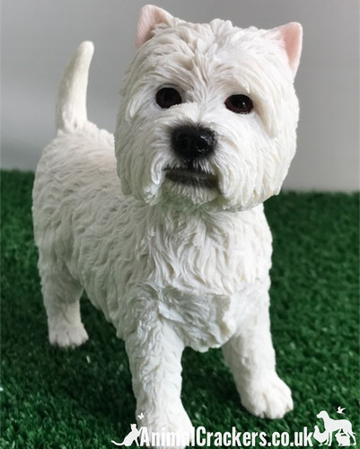 West highland terrier - west, 'westie'