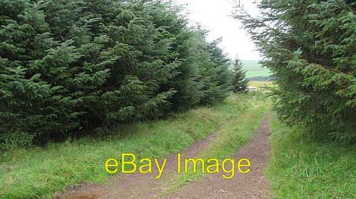 Photo 6x4 strip - photo, wood