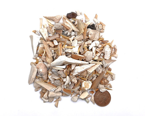 200g 100 genuine shark - 200g, 100%