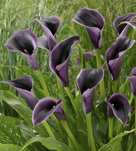 Calla akela tuberous flower - calla,