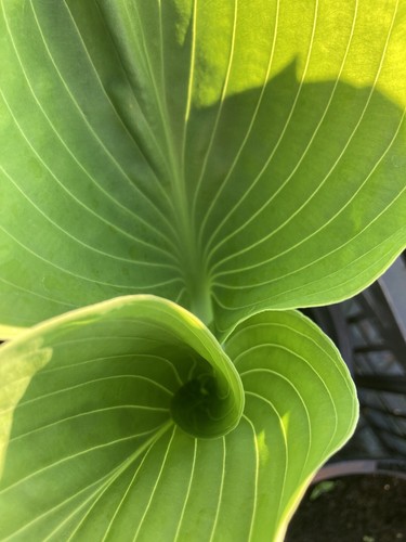 Two hosta sum - two,