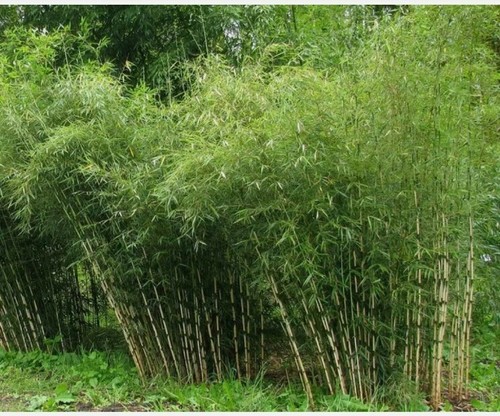 Fargesia yunnanensis borinda - fargesia, (borinda
