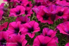 PETUNIA SURFINIA x24 HOT PINK