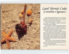 Postcard Land Hermit Crabs