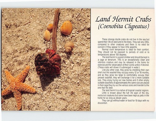 Postcard land hermit - hermit, crabs