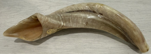 Polished ram horn - ram’s, shofar