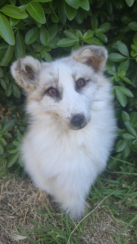 Taxidermy fox rare - taxidermy, /