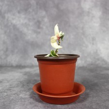 Hoya Carnosa Compacta Margin