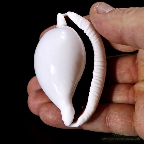 Cowrie egg ovula ovum - cowrie, seashell