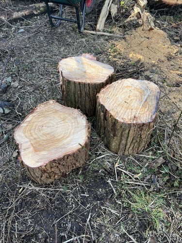 Rustic tree stumps seats - tree, stumps/seats
