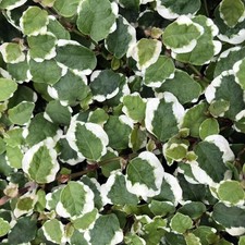 Creeping Fig 'Variegated'