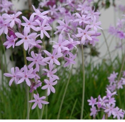 Tulbaghia violacea society - violacea,
