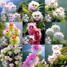 Rare Cat Face Orchid Seeds Cymbidium Seed Garden Potted Flowers About 100pcs