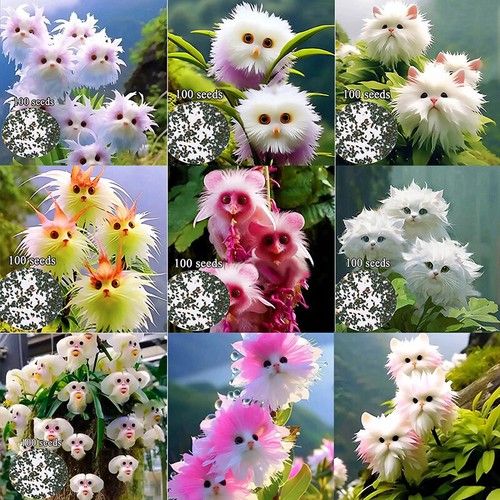 Rare cat face - rare, orchid