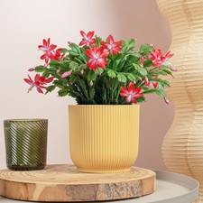 Christmas Cactus - Schlumbergera Red House Plant | Christmas Plants and Flowers