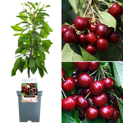 Duo cherry patio fruit - cherry,