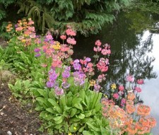 9 X plants Primula Harlow Carr