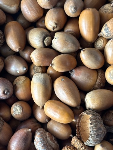 White oak acorns gathered - oak,