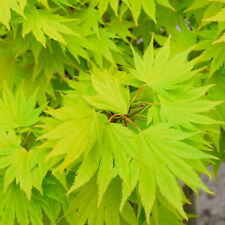 Acer shirasawanum 'Jordan' |