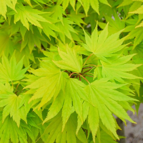 Acer shirasawanum jordan - acer, 'jordan'