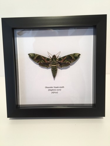 Oleander hawk moth daphnis - oleander, hawk-moth