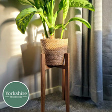 24.5cm Wide Oak Plant