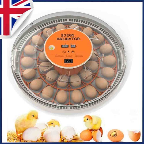 Egg incubator automatic - egg,
