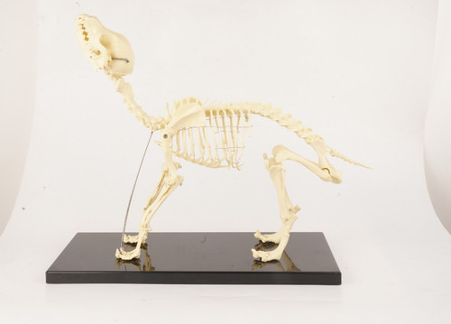 Veterinary anatomy dog bone - veterinary,