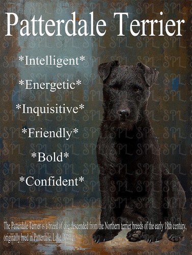 Patterdale terrier breed - patterdale,