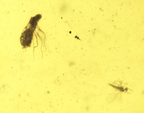 Burmese amber fly - &, hatching