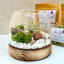 Air Plant Terrarium Kit with
