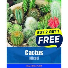 Flower Seeds Cactus mixed - 30