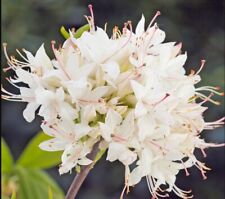 Azalea Viscosa Rhododendron - Large XXL 4Ltr Pot Flowering Deciduous Shrub Hardy