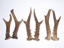 3 PAIRS OF ROE DEER ANTLERS