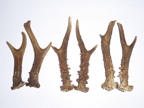 Pairs roe deer - 3, antlers