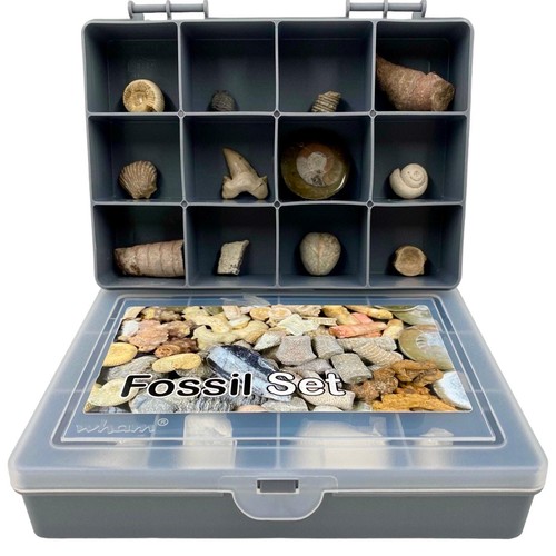 Fossil set genuine - set,