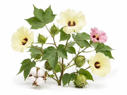 Upland cotton seeds - upland, gossypium