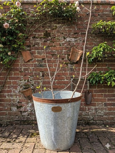 Large fig tree - tree, shrub
