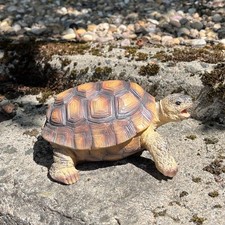 Tortoise Garden Ornaments and