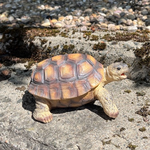 Tortoise garden ornaments and - garden,