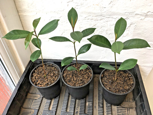 Jamun plant syzygium cumini - jamun, (