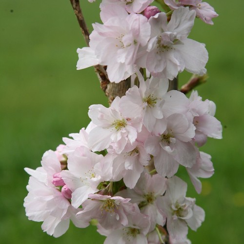 Amanogawa flowering cherry - amanogawa,