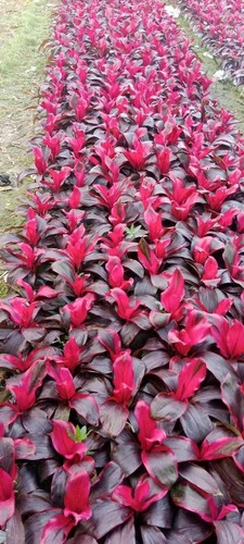 Red sister hawaiian ti - 'red, sister'