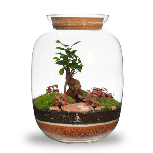Artisan range diy bonsai - diy,
