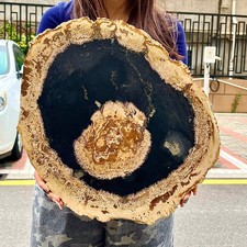 8.46LB Natural Wood Fossil Slice Specimens Reiki Healing - Madagascar