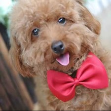 Pet Bow Tie Collar Adjustable XS–M for Small Dogs, Cats, Puppies, Kittens