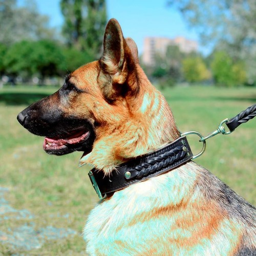 Dog collar leather black - leather, k9